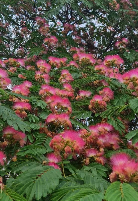 12 Pink Flowering Trees that Add a Feminine Flair to Your Garden 8