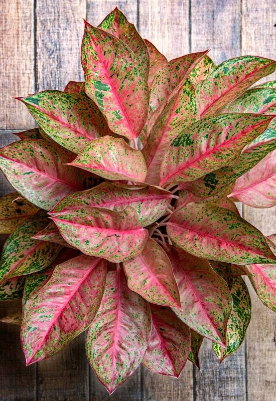 25 Vibrant Aglaonema Varieties To add In Your Plant Collection 34