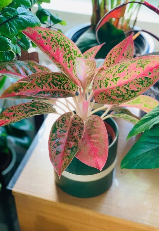 25 Vibrant Aglaonema Varieties To add In Your Plant Collection 43