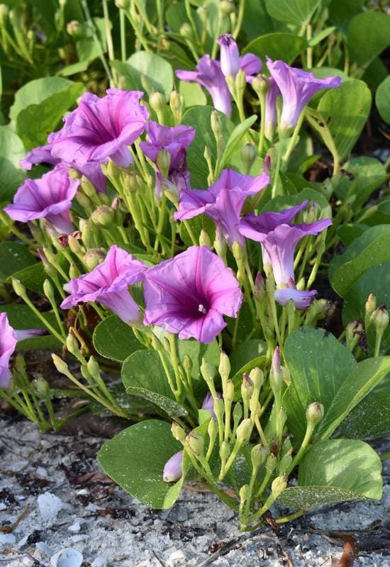 15 Show-Stopping Morning Glory Varieties for a Picture-Perfect Home Garden! 9