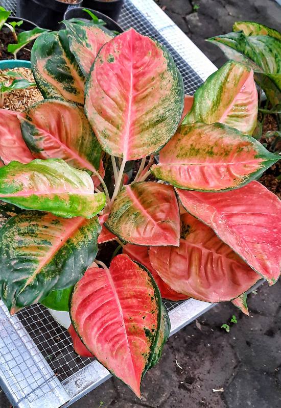 25 Vibrant Aglaonema Varieties To add In Your Plant Collection 20