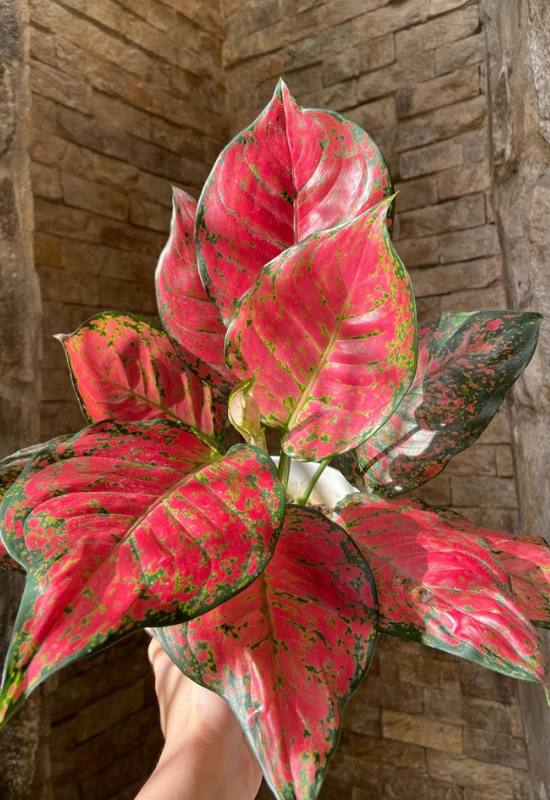 25 Vibrant Aglaonema Varieties To add In Your Plant Collection 54