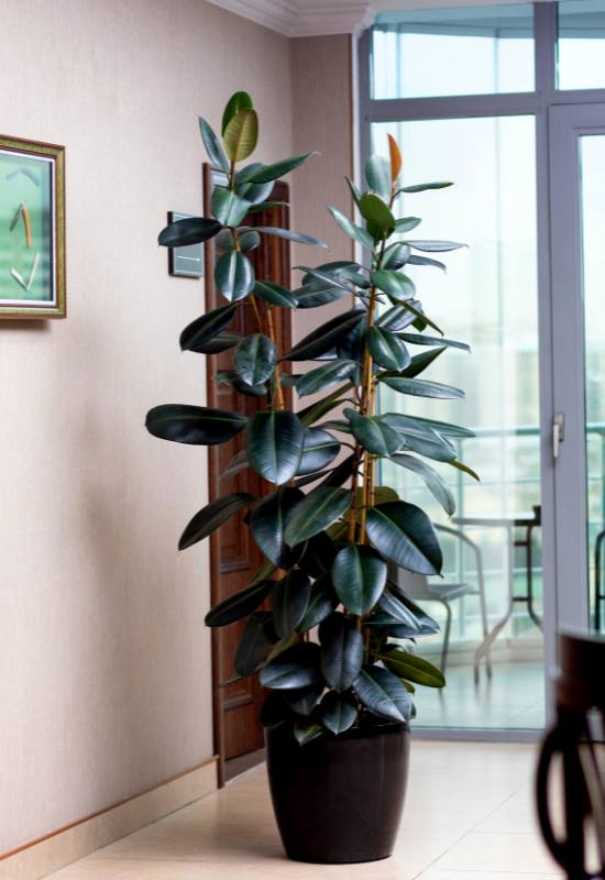 10 Gorgeous Low-Light Indoor Trees That Defy the Odds in Dimly Lit Rooms 4