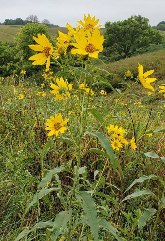 10 Perennial Sunflower Varieties That Come Back Year After Year 12