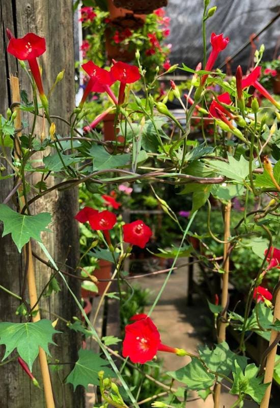 15 Show-Stopping Morning Glory Varieties for a Picture-Perfect Home Garden! 7