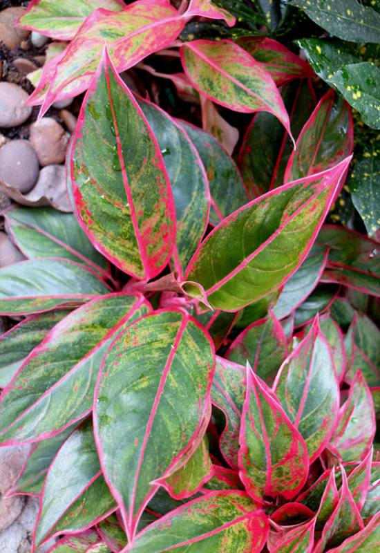25 Vibrant Aglaonema Varieties To add In Your Plant Collection 24