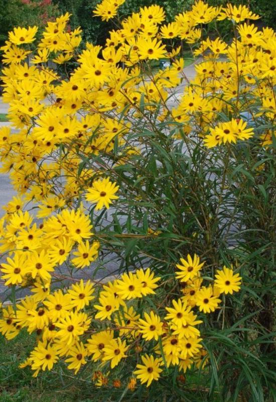 10 Perennial Sunflower Varieties That Come Back Year After Year 5
