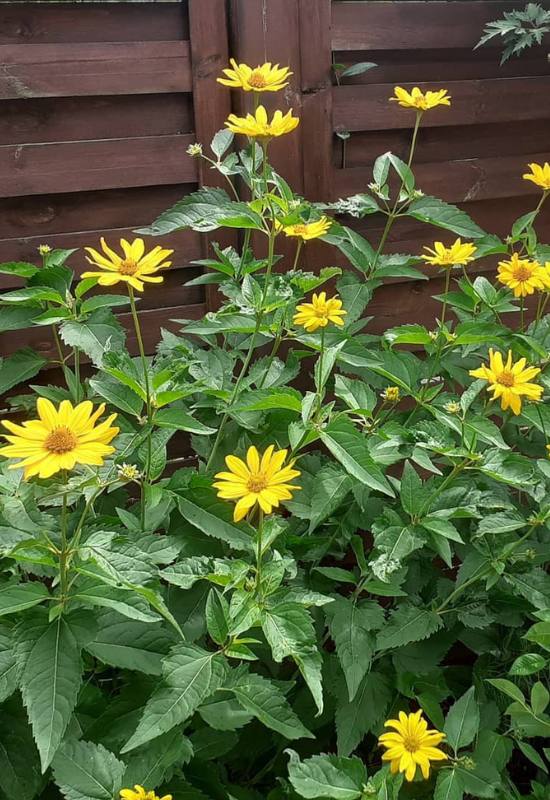 10 Perennial Sunflower Varieties That Come Back Year After Year 8