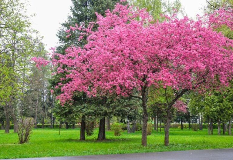 12 Pink Flowering Trees that Add a Feminine Flair to Your Garden