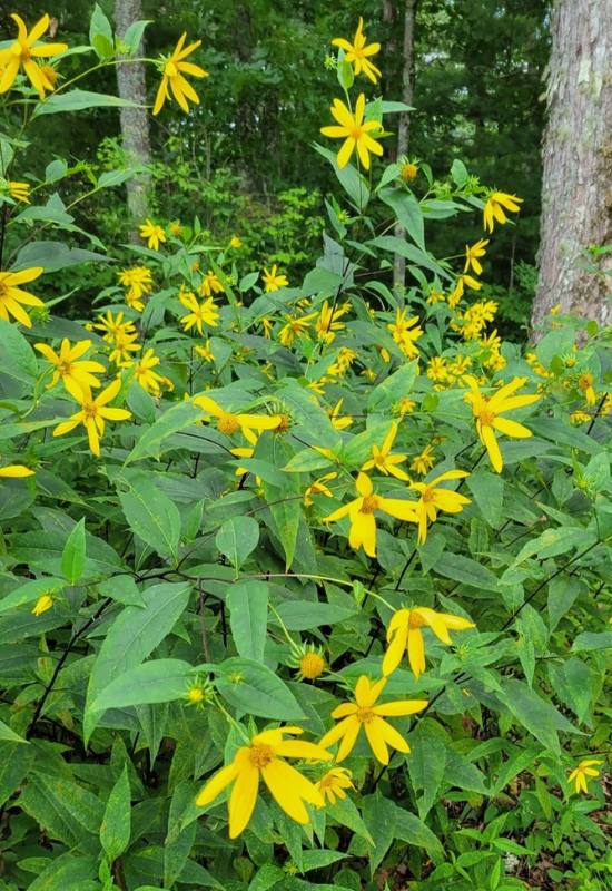 10 Perennial Sunflower Varieties That Come Back Year After Year 7