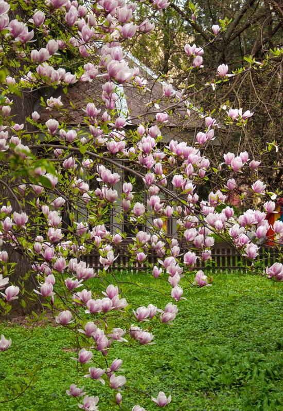 12 Pink Flowering Trees that Add a Feminine Flair to Your Garden 1