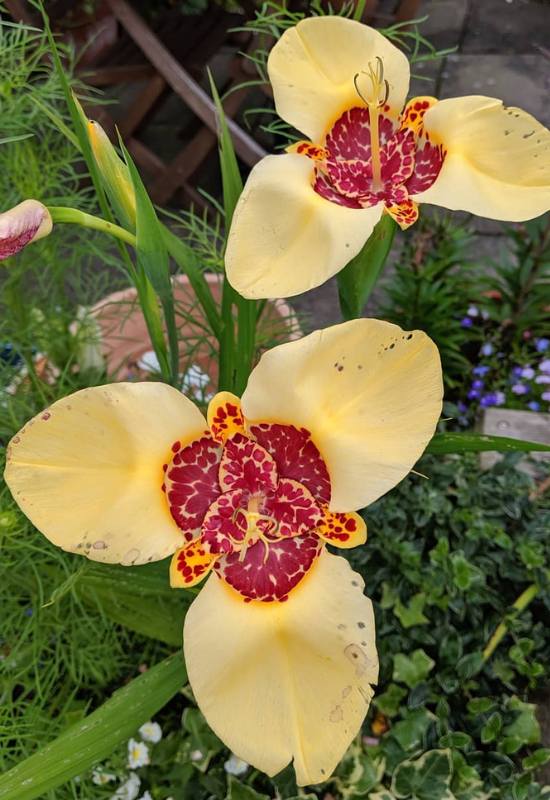 16 Yellow Flowering Perennials To Add a Ray of Sunshine to Your Garden 9