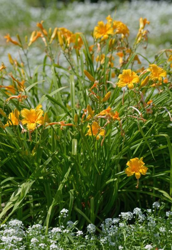 16 Yellow Flowering Perennials To Add a Ray of Sunshine to Your Garden 1