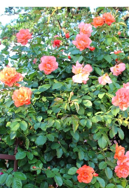 12 Orange Flowering Vines to Add a Fiery Touch Touch to Your Garden 10