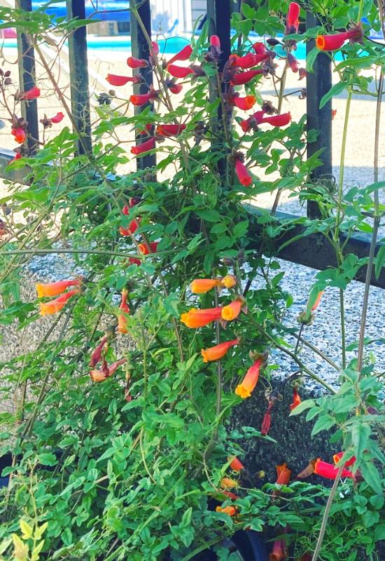 12 Orange Flowering Vines to Add a Fiery Touch Touch to Your Garden 7