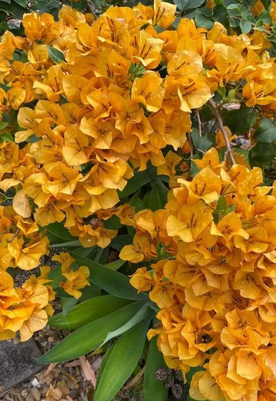 12 Orange Flowering Vines to Add a Fiery Touch Touch to Your Garden 8
