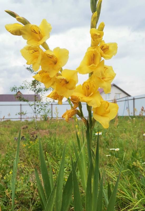 16 Yellow Flowering Perennials To Add a Ray of Sunshine to Your Garden 12