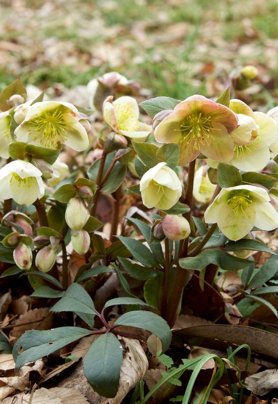 16 Yellow Flowering Perennials To Add a Ray of Sunshine to Your Garden 2