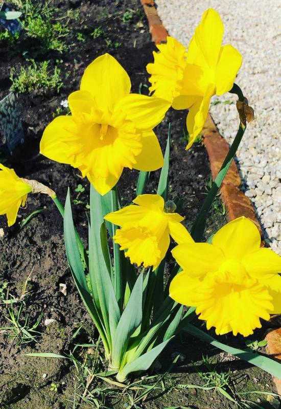 16 Yellow Flowering Perennials To Add a Ray of Sunshine to Your Garden 16