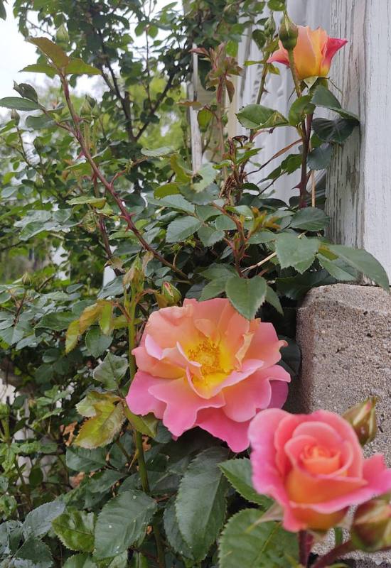 15 Beautiful and Fragrant Climbing Rose Varieties for Your Trellis or Pergola 15