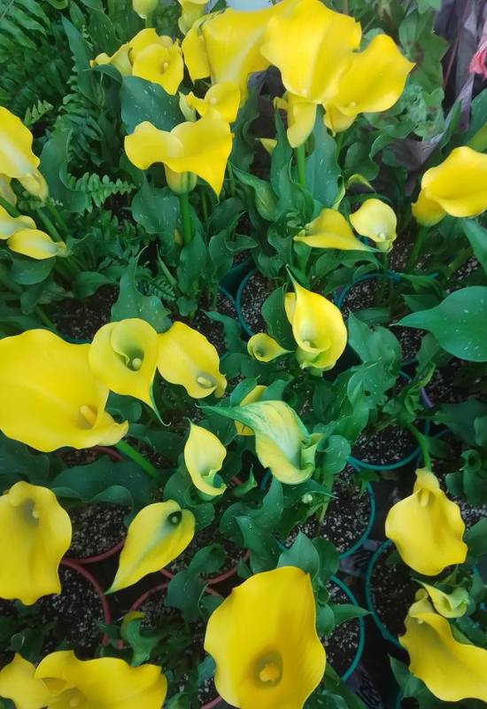 16 Yellow Flowering Perennials To Add a Ray of Sunshine to Your Garden 11