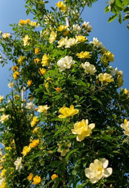 15 Beautiful and Fragrant Climbing Rose Varieties for Your Trellis or Pergola 7