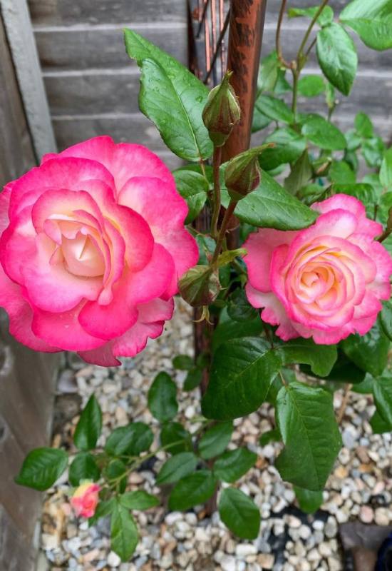 15 Beautiful and Fragrant Climbing Rose Varieties for Your Trellis or Pergola 6
