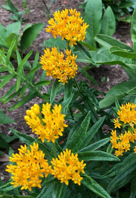 16 Yellow Flowering Perennials To Add a Ray of Sunshine to Your Garden 5