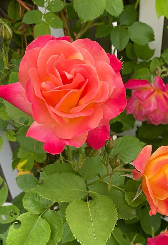 15 Beautiful and Fragrant Climbing Rose Varieties for Your Trellis or Pergola 5