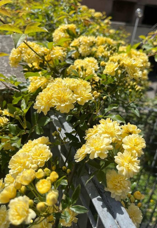 15 Beautiful and Fragrant Climbing Rose Varieties for Your Trellis or Pergola 17