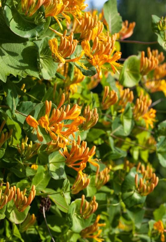 12 Orange Flowering Vines to Add a Fiery Touch Touch to Your Garden 1