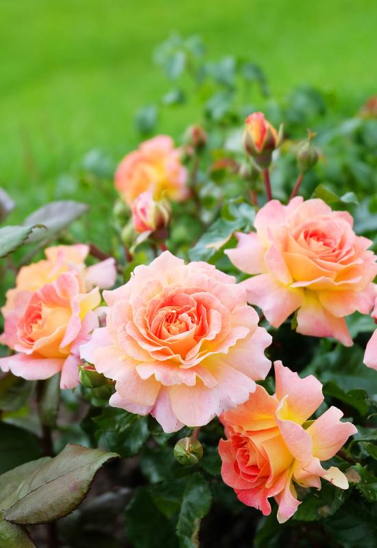 15 Beautiful and Fragrant Climbing Rose Varieties for Your Trellis or Pergola 10