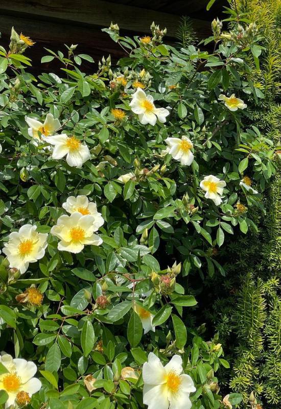 15 Beautiful and Fragrant Climbing Rose Varieties for Your Trellis or Pergola 13