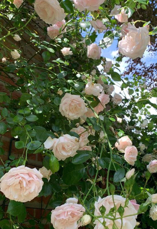 15 Beautiful and Fragrant Climbing Rose Varieties for Your Trellis or Pergola 14