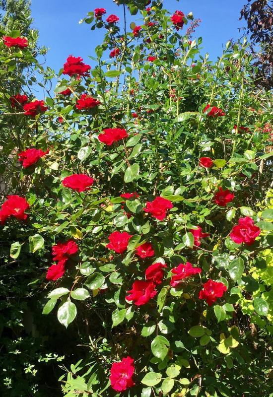 15 Beautiful and Fragrant Climbing Rose Varieties for Your Trellis or Pergola 12