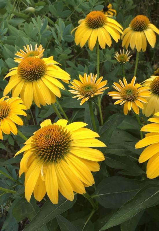 16 Yellow Flowering Perennials To Add a Ray of Sunshine to Your Garden 8
