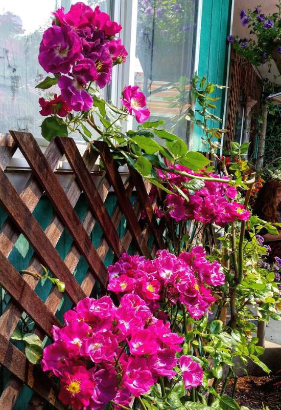 15 Beautiful and Fragrant Climbing Rose Varieties for Your Trellis or Pergola 16