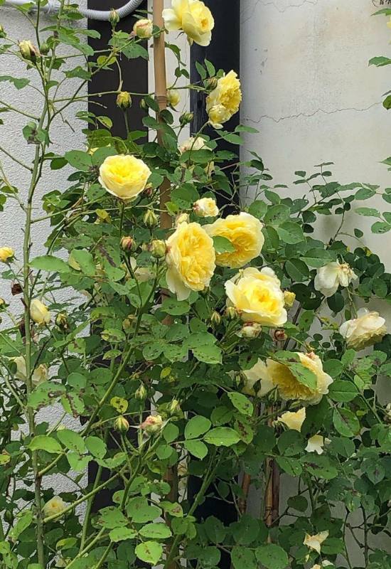 15 Beautiful and Fragrant Climbing Rose Varieties for Your Trellis or Pergola 11