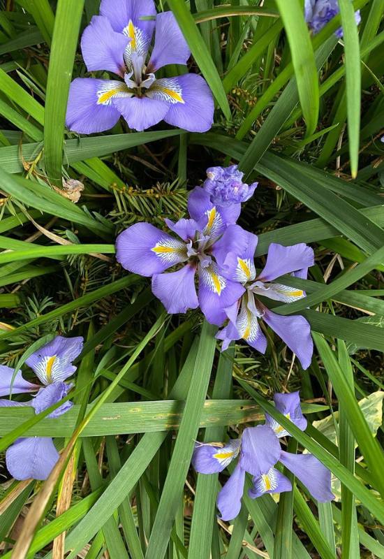 8 Winter Flowering Bulbs and When to Plant Them to Brighten Your Snowy Garden 4