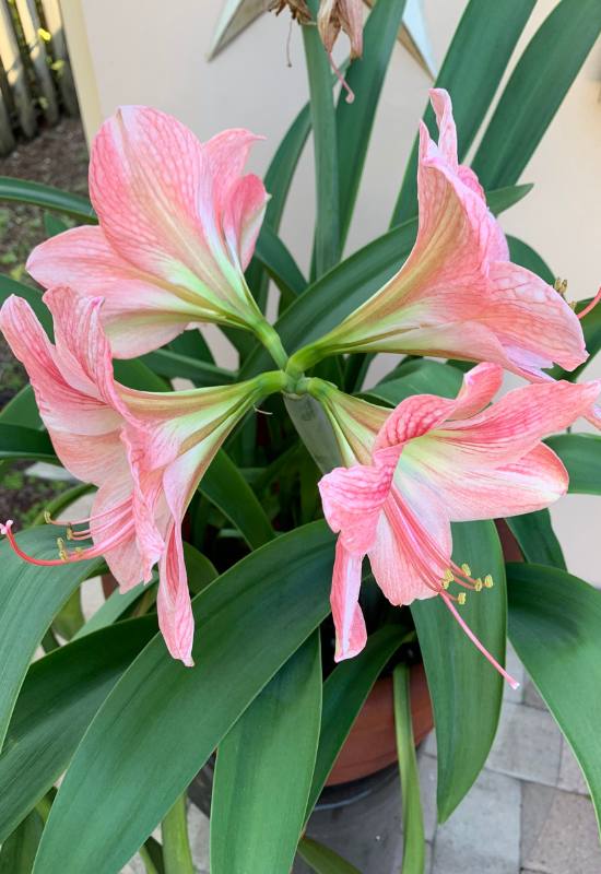 8 Winter Flowering Bulbs and When to Plant Them to Brighten Your Snowy Garden 7