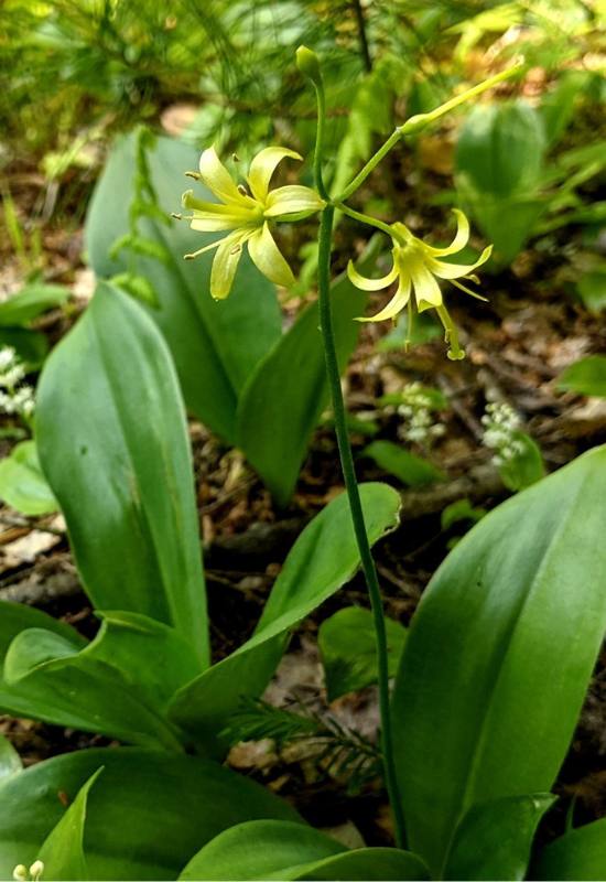16 Yellow Flowering Perennials To Add a Ray of Sunshine to Your Garden 6