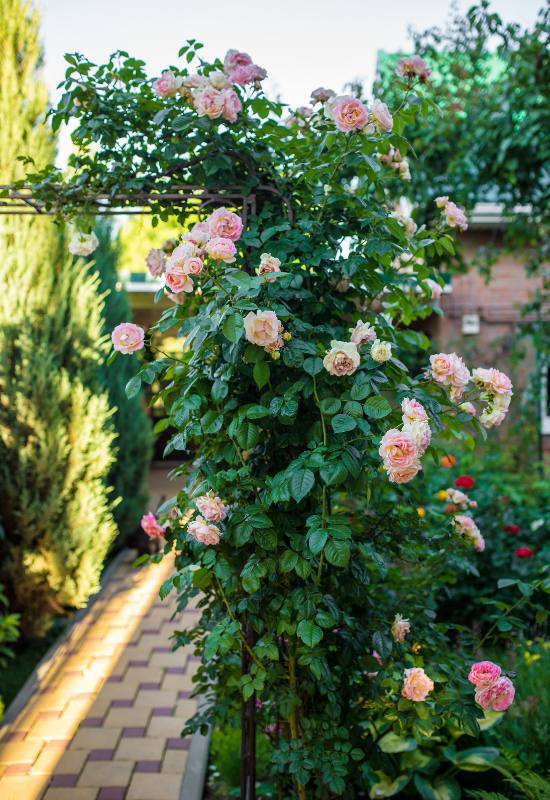 15 Beautiful and Fragrant Climbing Rose Varieties for Your Trellis or Pergola 2
