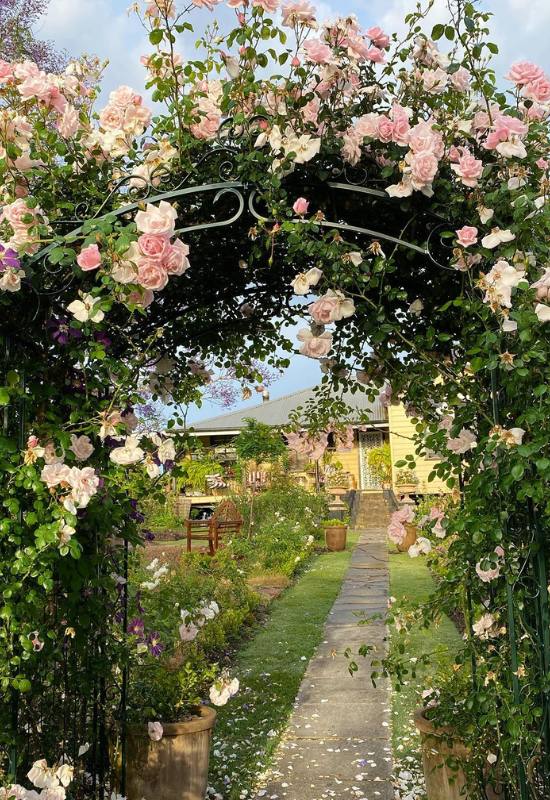 15 Beautiful and Fragrant Climbing Rose Varieties for Your Trellis or Pergola 3
