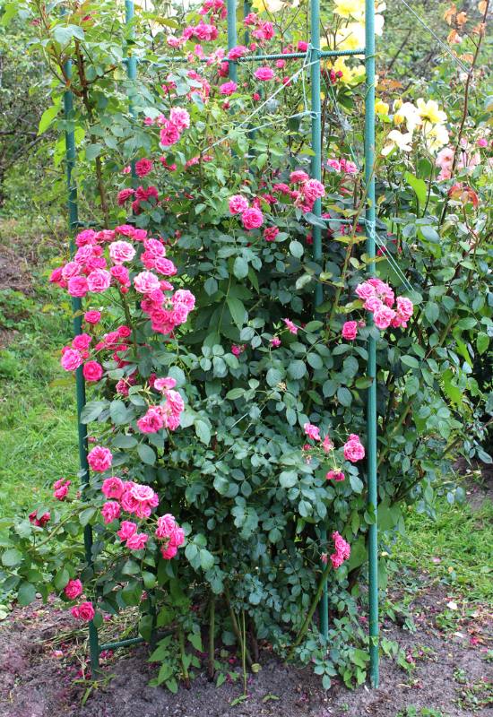 15 Beautiful and Fragrant Climbing Rose Varieties for Your Trellis or Pergola 1