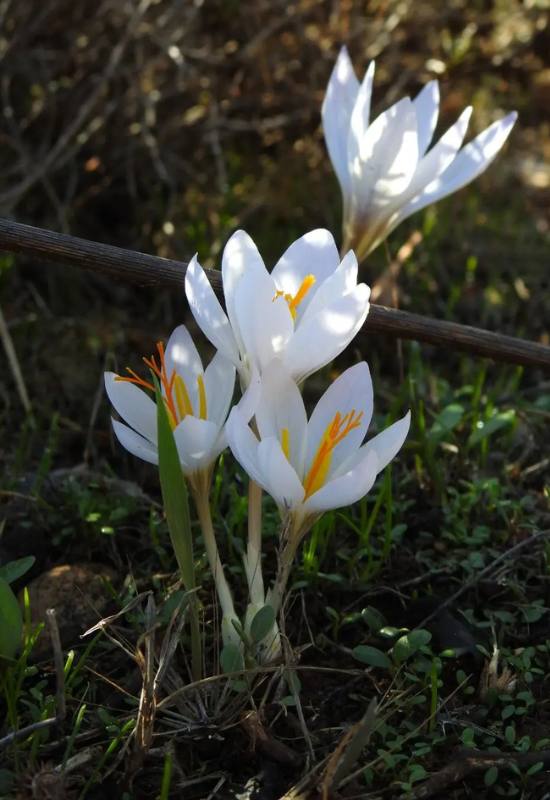 8 Winter Flowering Bulbs and When to Plant Them to Brighten Your Snowy Garden 2