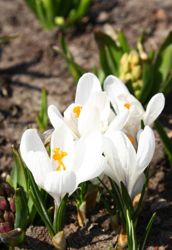 8 Winter Flowering Bulbs and When to Plant Them to Brighten Your Snowy Garden 8