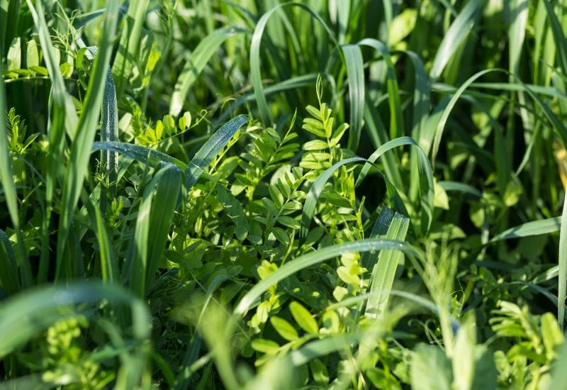 Grow Winter Cover Crops
