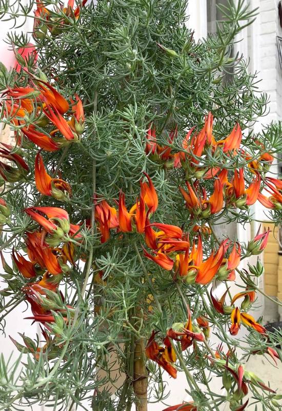 12 Orange Flowering Vines to Add a Fiery Touch Touch to Your Garden 9