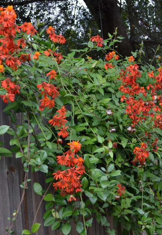 12 Orange Flowering Vines to Add a Fiery Touch Touch to Your Garden 5