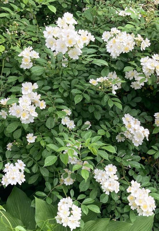 15 Beautiful and Fragrant Climbing Rose Varieties for Your Trellis or Pergola 9